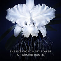 Orchidée Impériale La Crema  50ml-202920 3